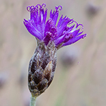 Polydora poskeana